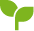 seedling